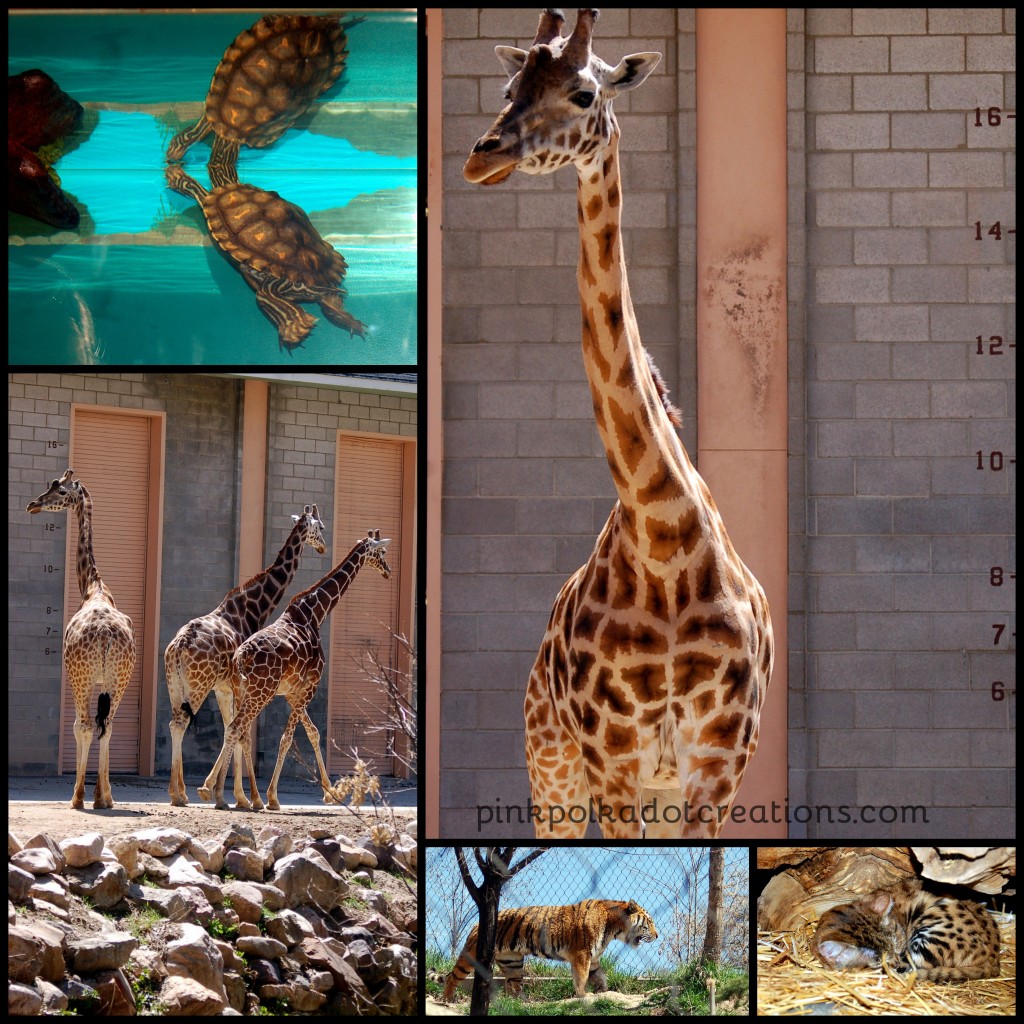 Hogle Zoo-001