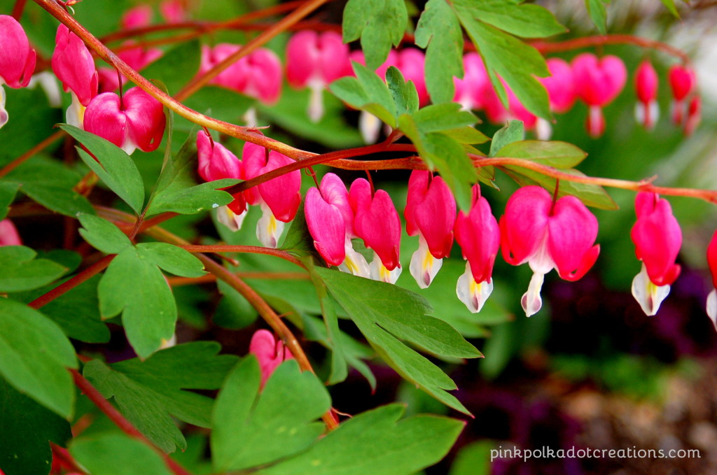 bleeding hearts