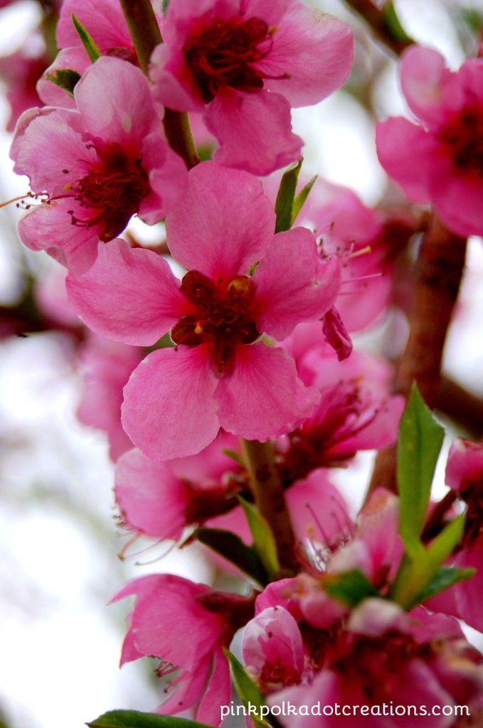 Peach Blossoms