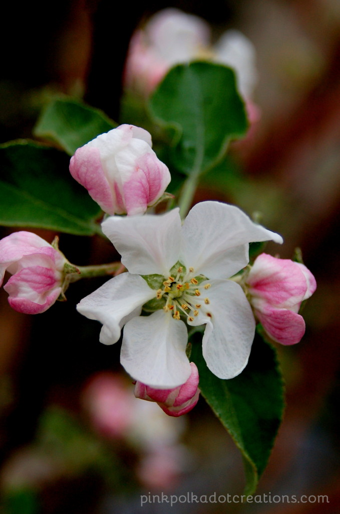 apple blossoms