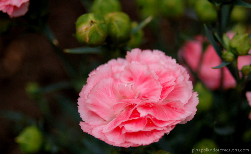 carnations