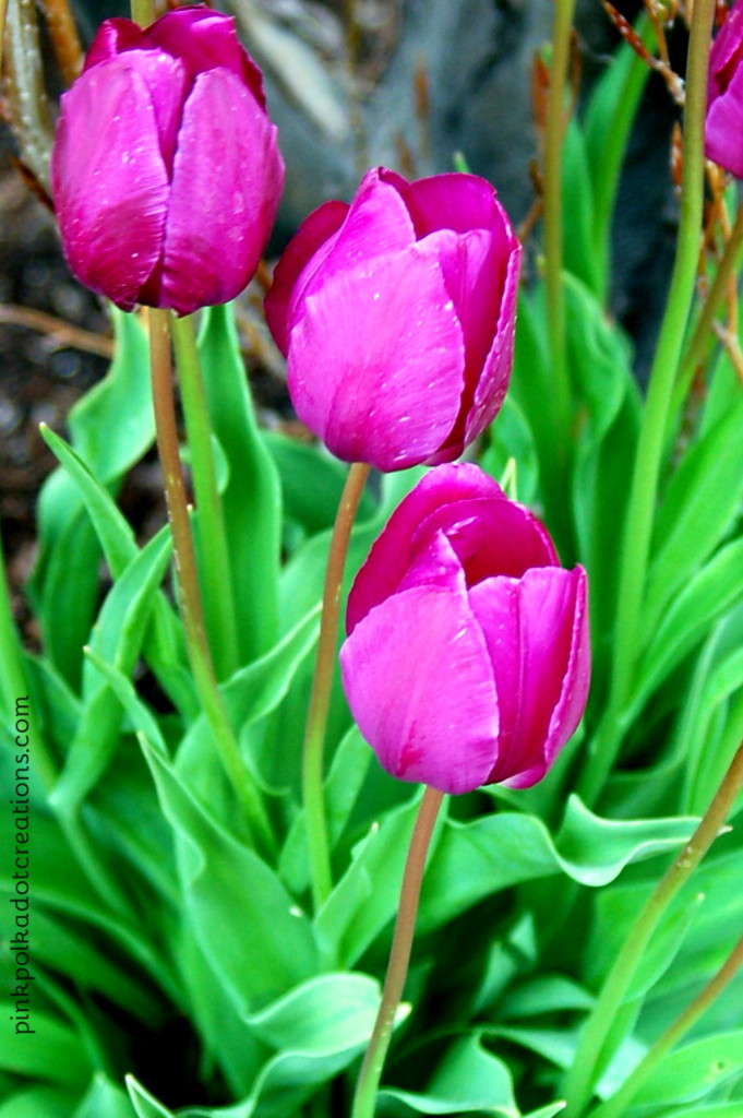 purple tulips