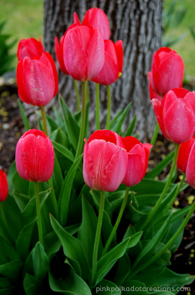 pink tulips