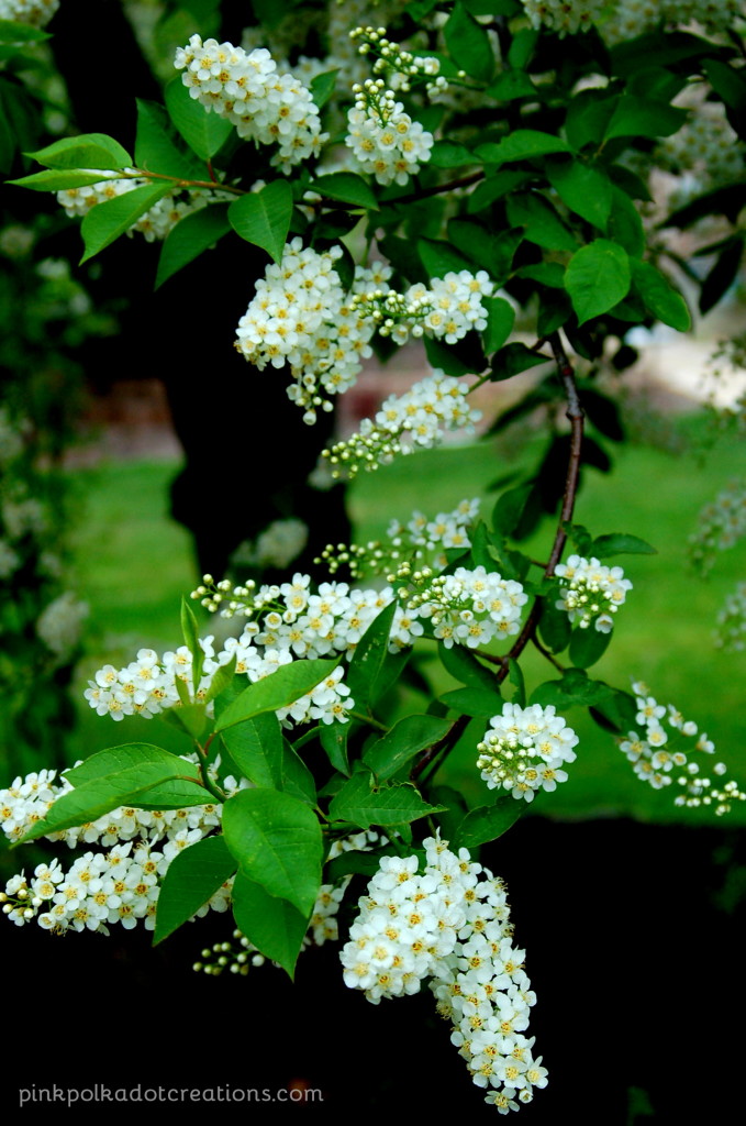 tree blossoms