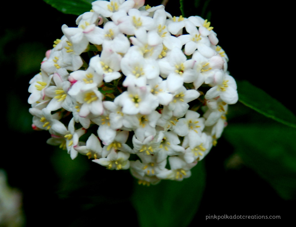 snowball tree