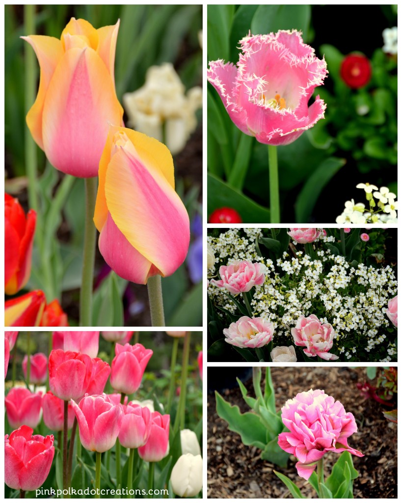 Tulip festival 2016-002