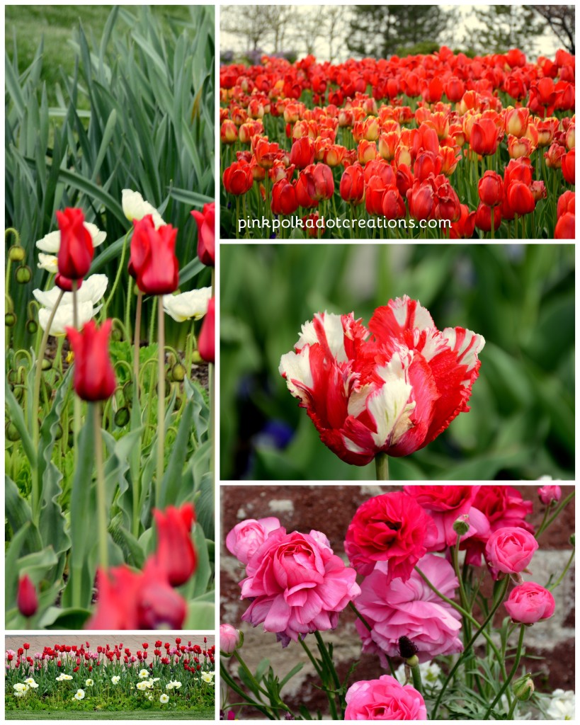 Tulip festival 2016-005