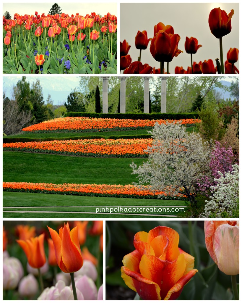 Tulip festival 2016