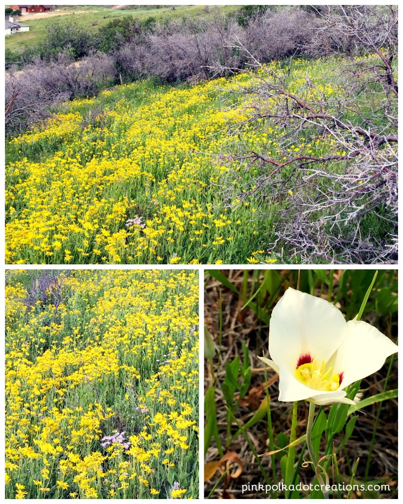 flowers at the cabin 2016