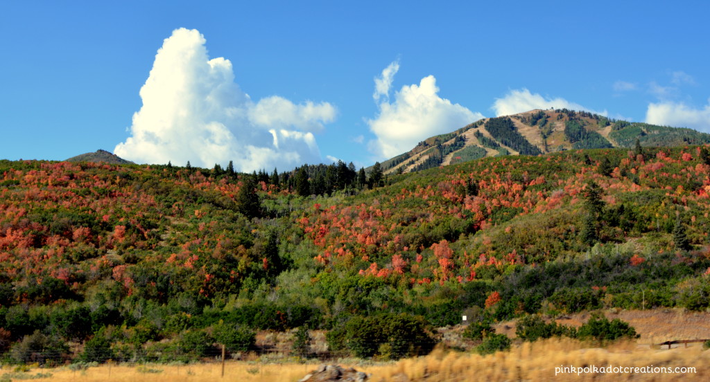 fall leaves 2016