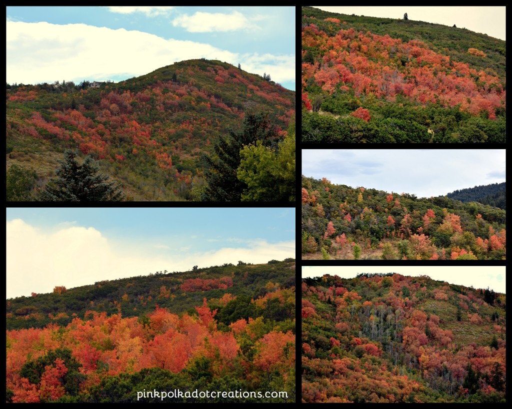 fall leaves 2016