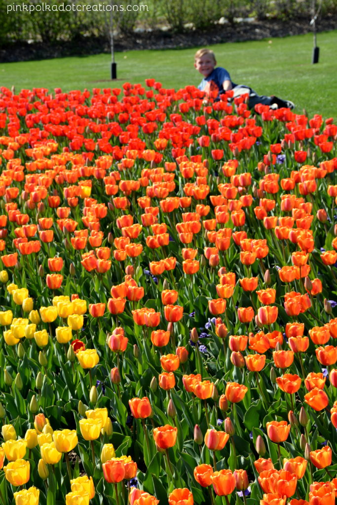 TP tulip festival 2017